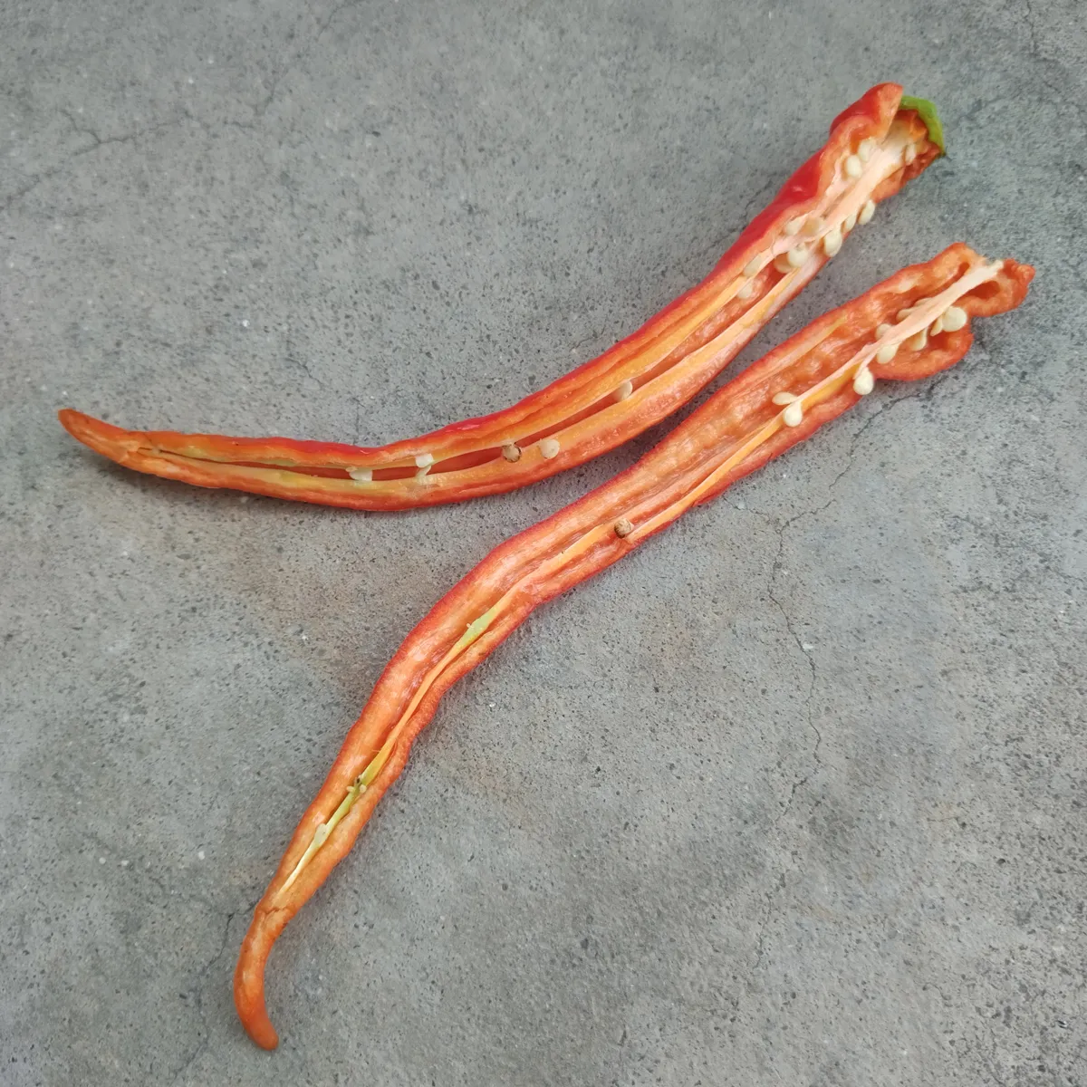 Peperoni 'Lombardo' / 'Lunga Sigaretta' (Capsicum annuum) Samen