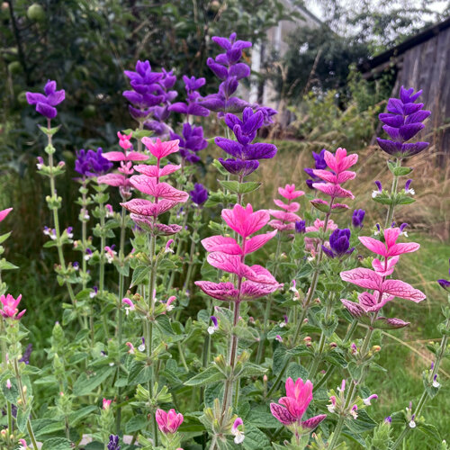 Buntschopfsalbei (Salvia viridis) mit rosa und violetten Hochblättern
