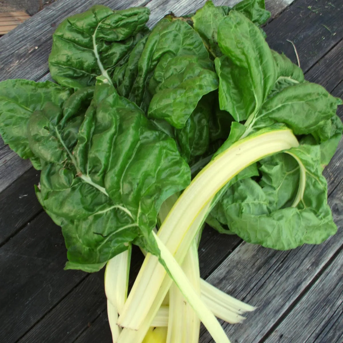 Weißer Mangold 'Fordhook Giant' (Beta vulgaris) Samen