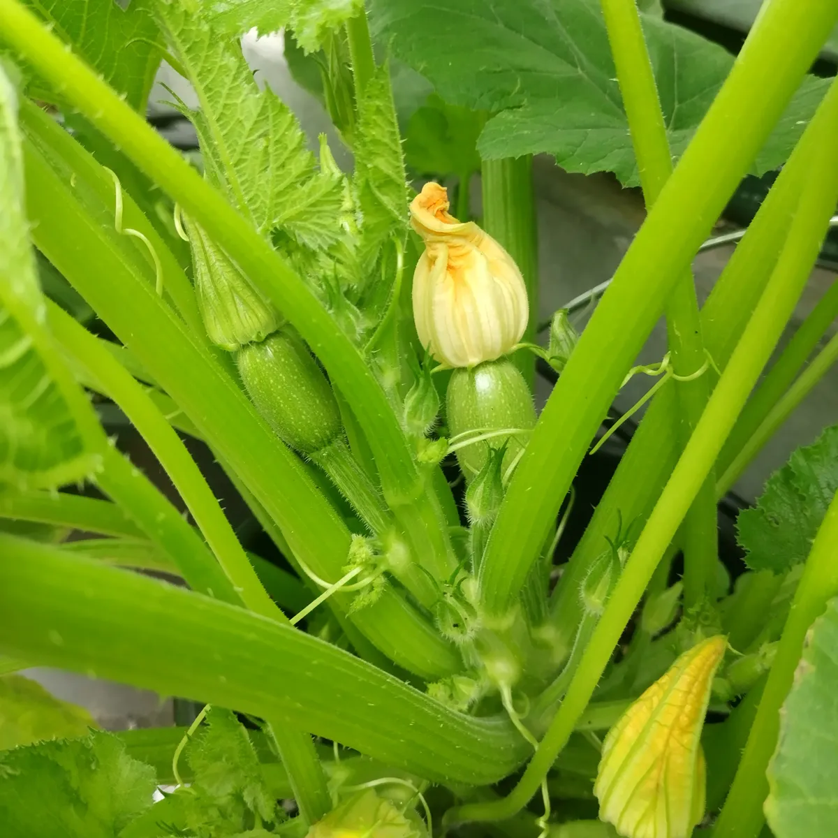 Zucchini 'Zuboda' (Cucurbita pepo) Samen