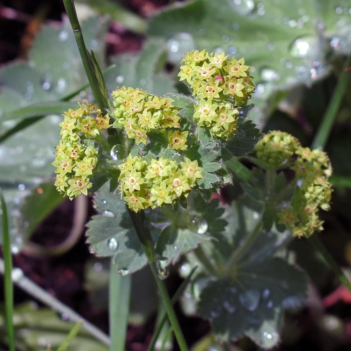 Gelbgrüner Frauenmantel (Alchemilla xanthochlora) Saatgut