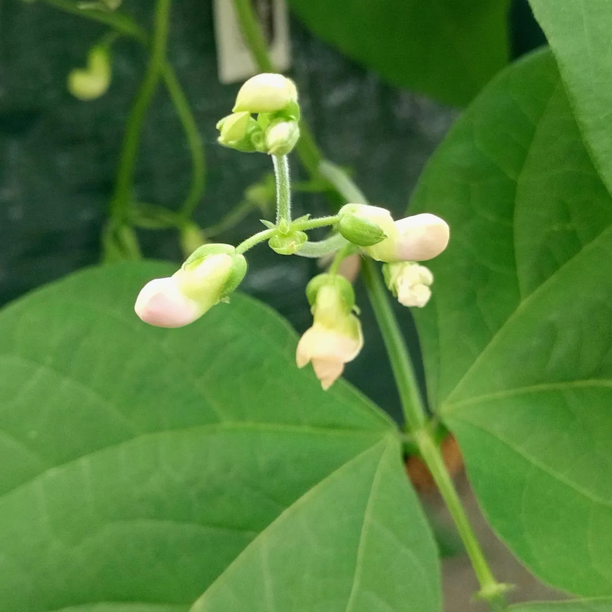 Buschbohne 'Saxa' (Phaseolus vulgaris) Bio Saatgut
