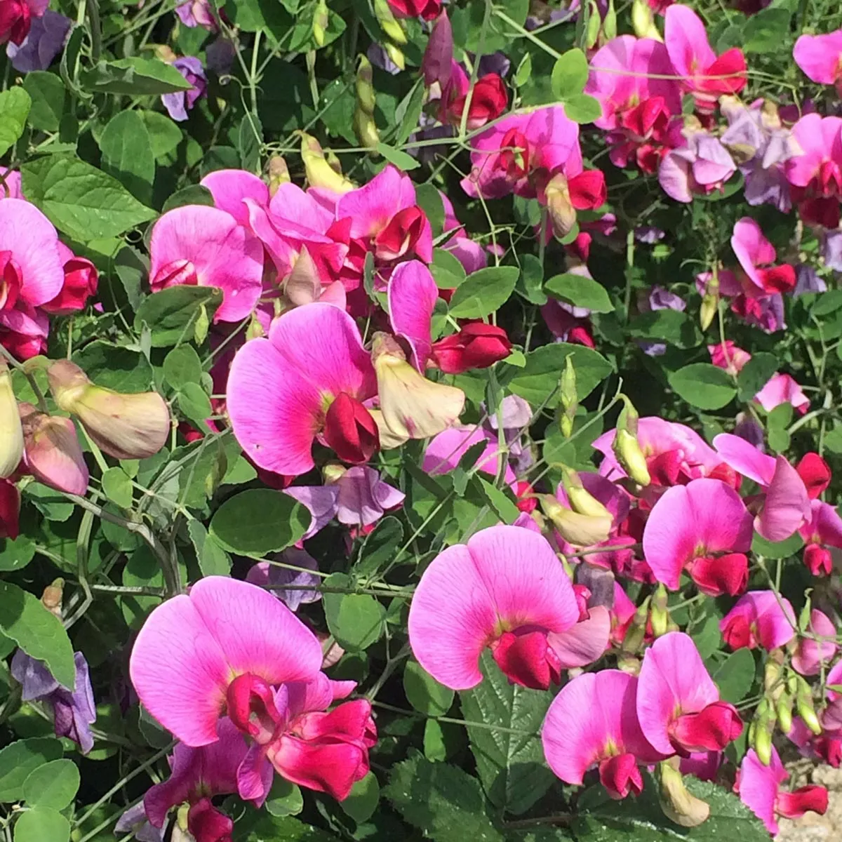 Duftwicke 'Spencer Mix' (Lathyrus odoratus) Bio Saatgut