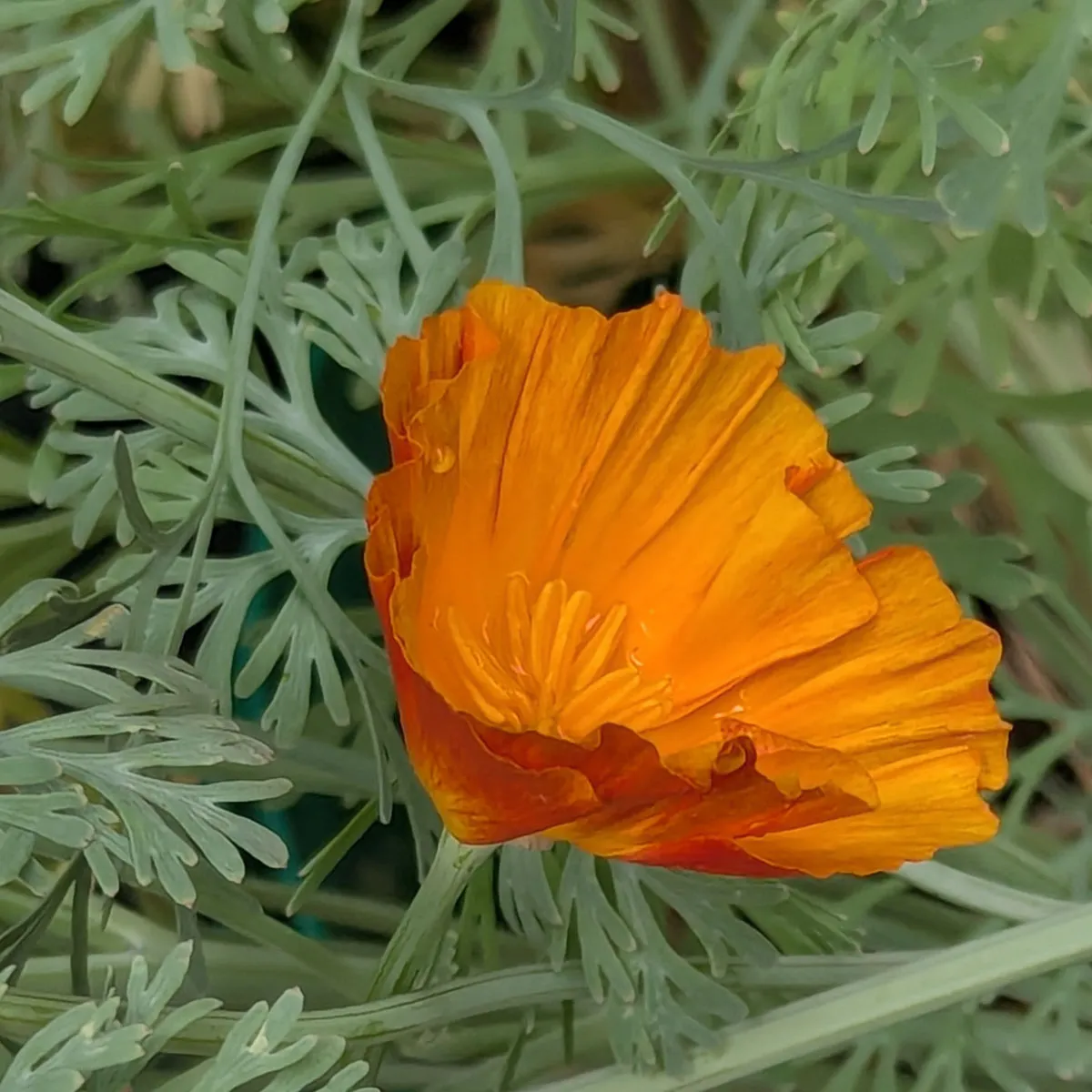 Kalifornischer Goldmohn 'Ballerina-Mix' (Eschscholzia californica) Samen