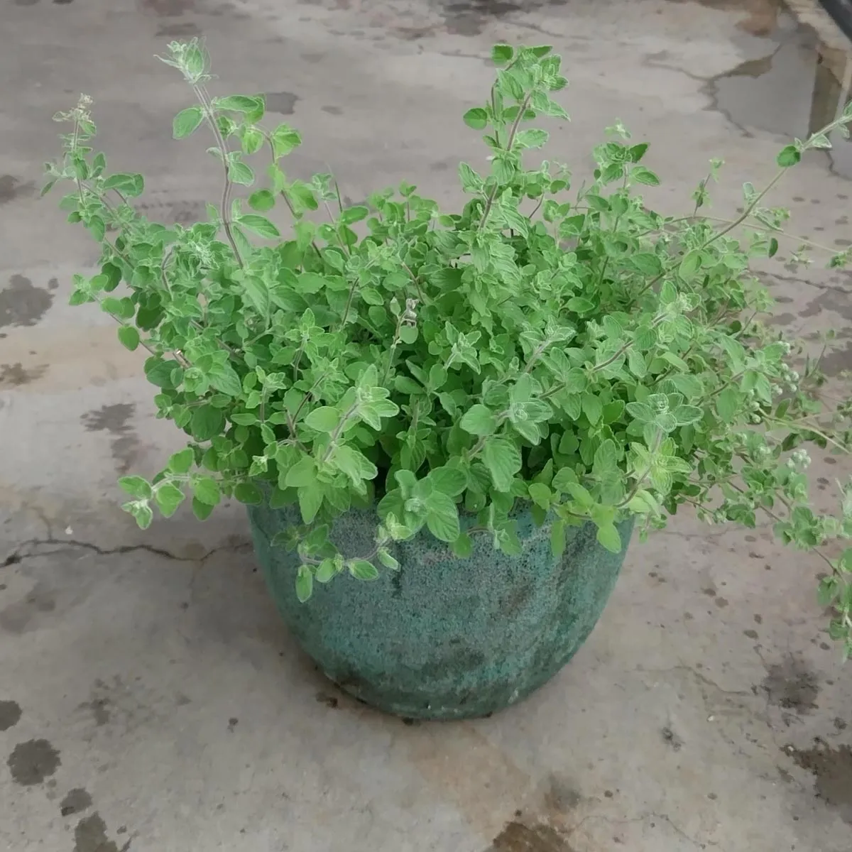Syrischer Oregano 'Zatar' (Origanum syriacum) Bio Saatgut