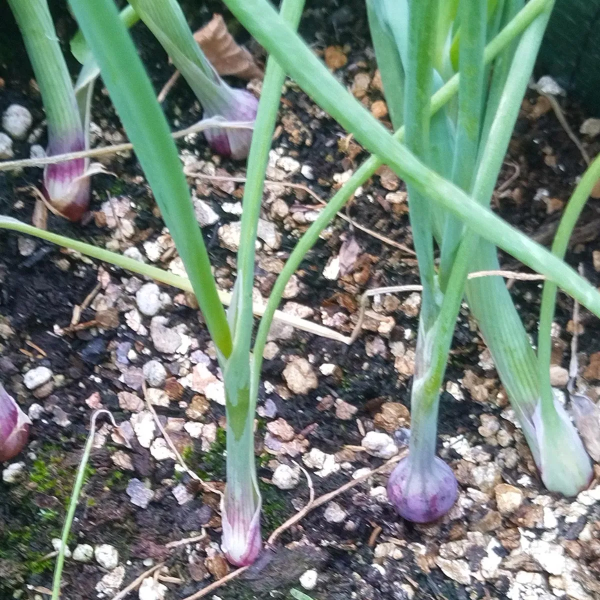 Zwiebel 'Rote Braunschweiger' (Allium cepa) Samen