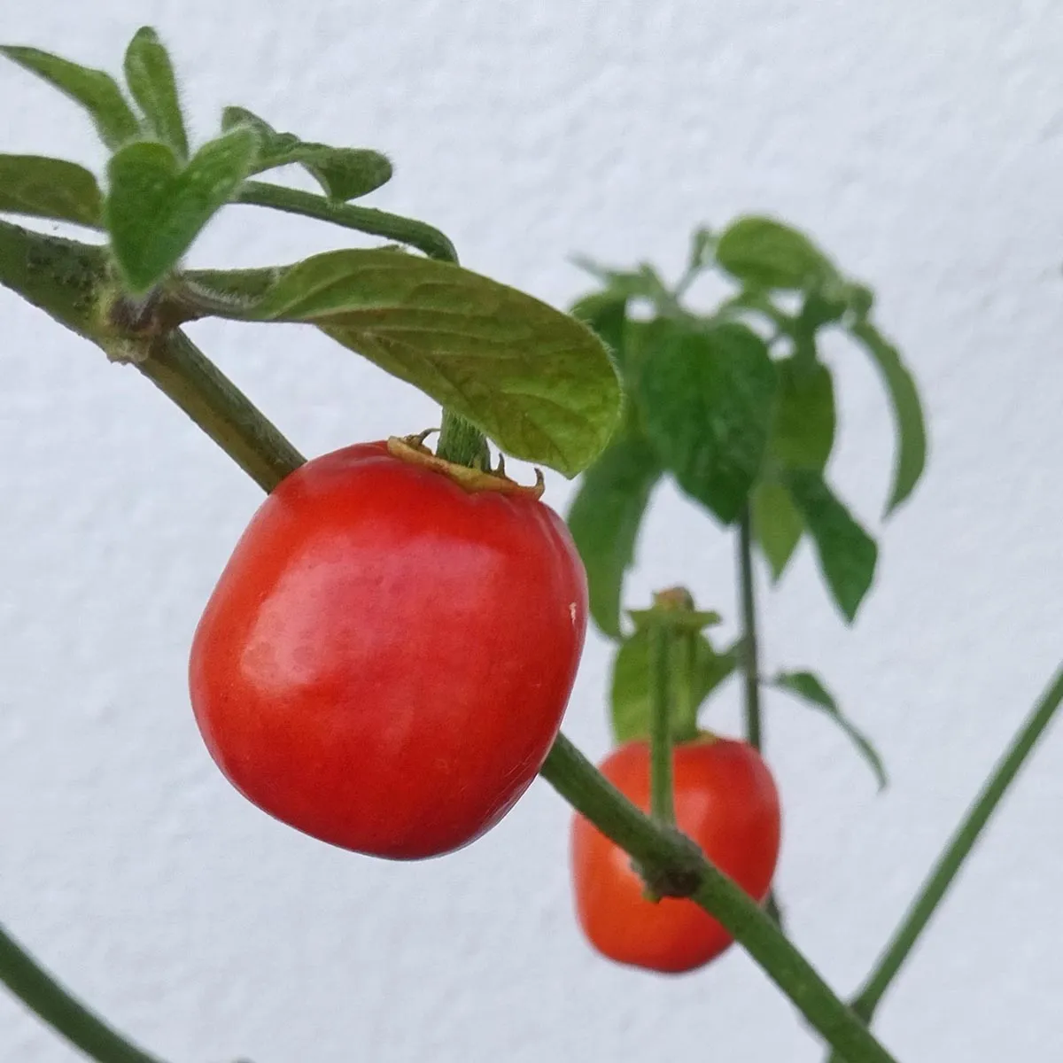 Baumchili 'Rocoto Manzano Rojo' (Capsicum pubescens) Samen