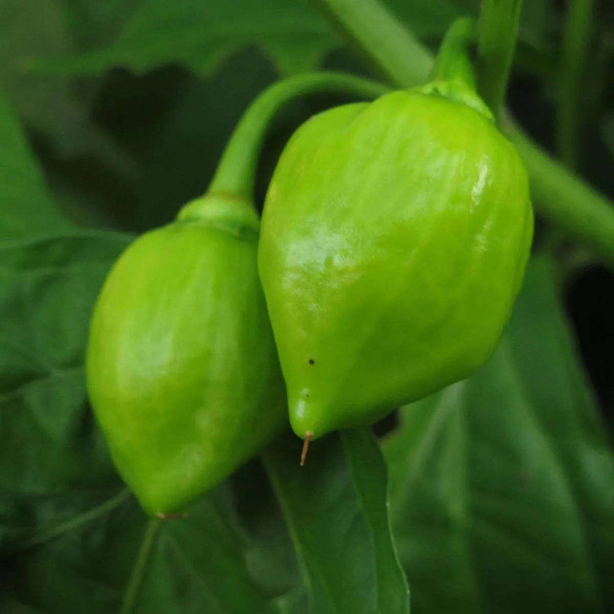 'Caribbean Red' Habanero (Capsicum chinense) Chilis Samen