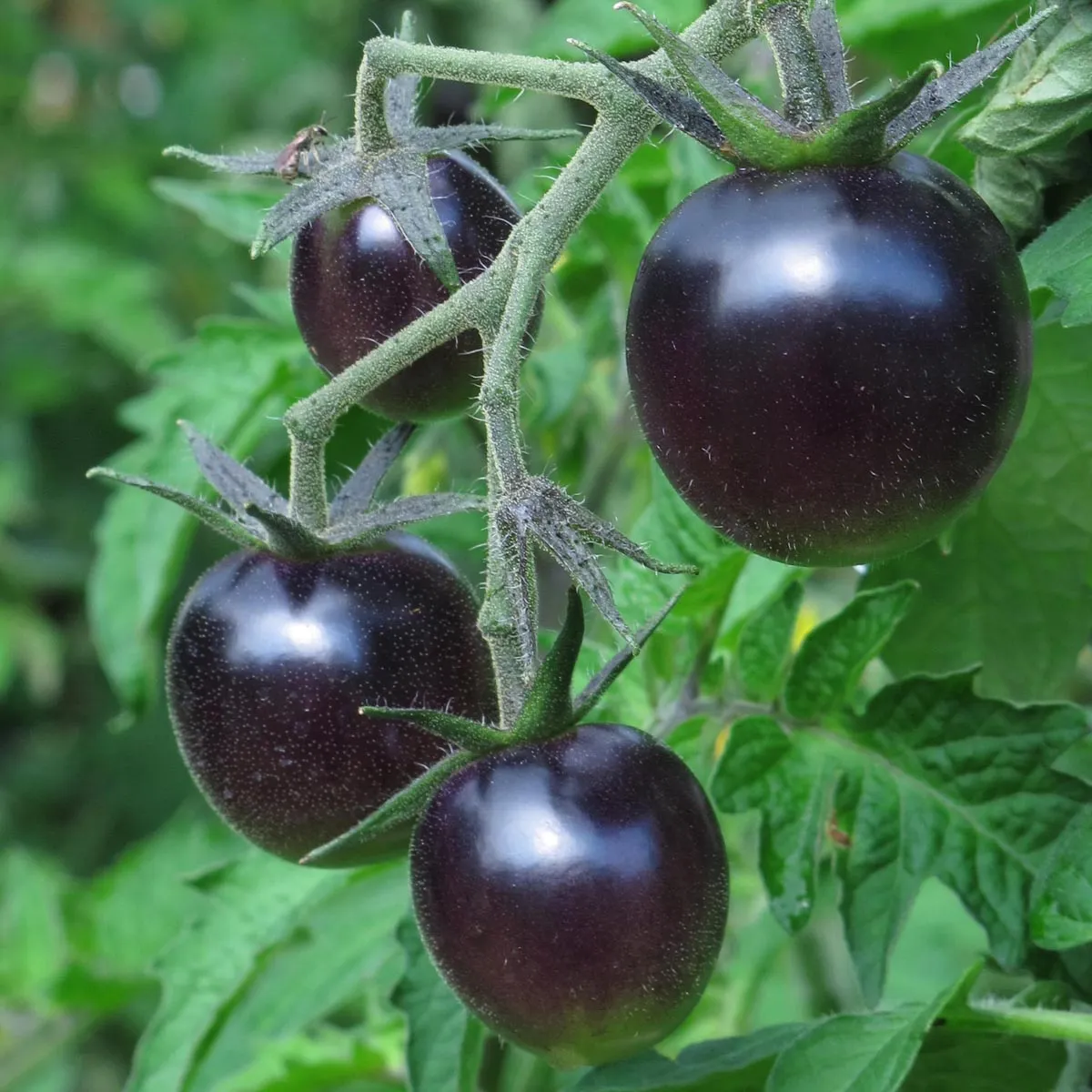 Tomate 'Indigo Rose' (Solanum lycopersicum) Samen