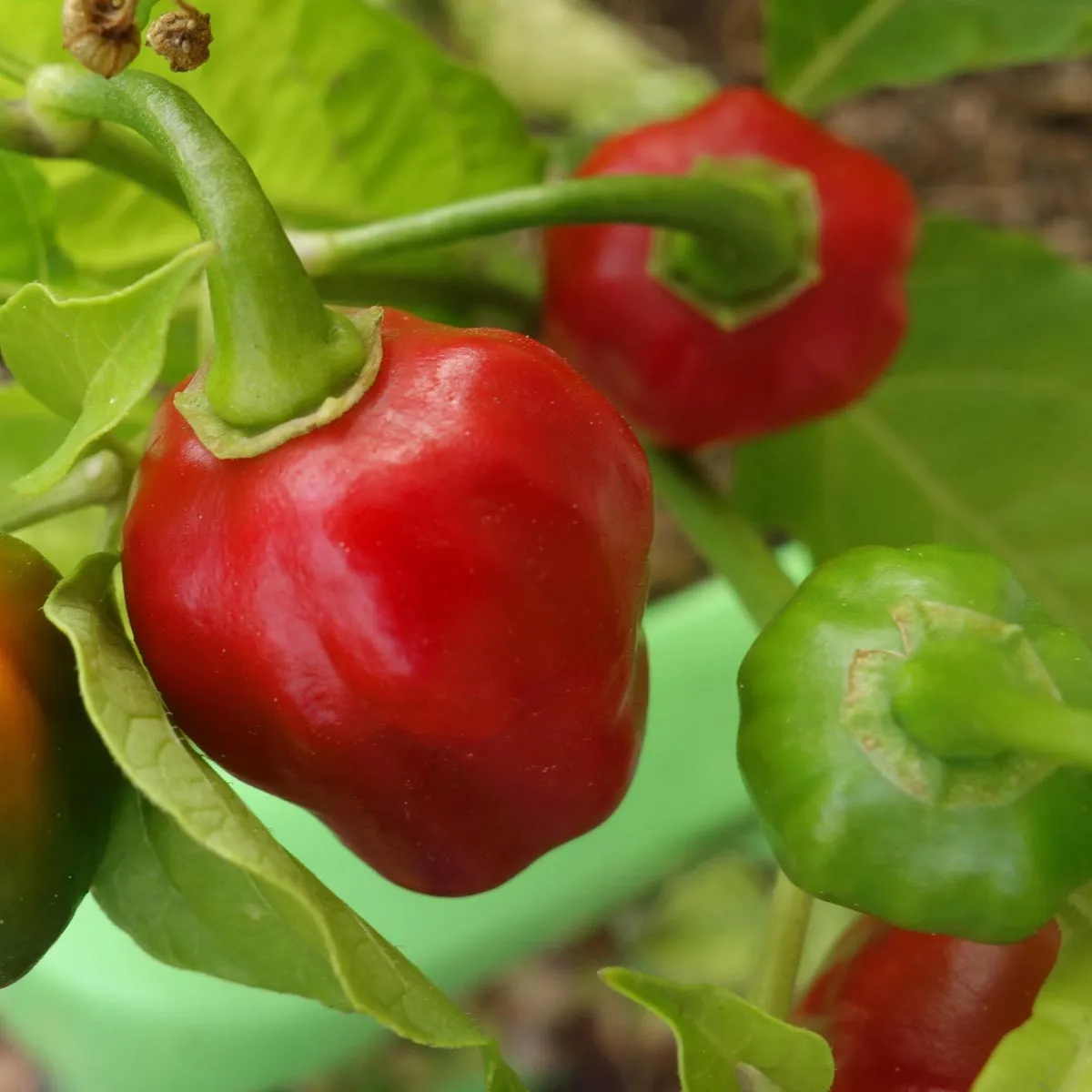 Chili 'Scotch Bonnet' (Capsicum chinense) Samen