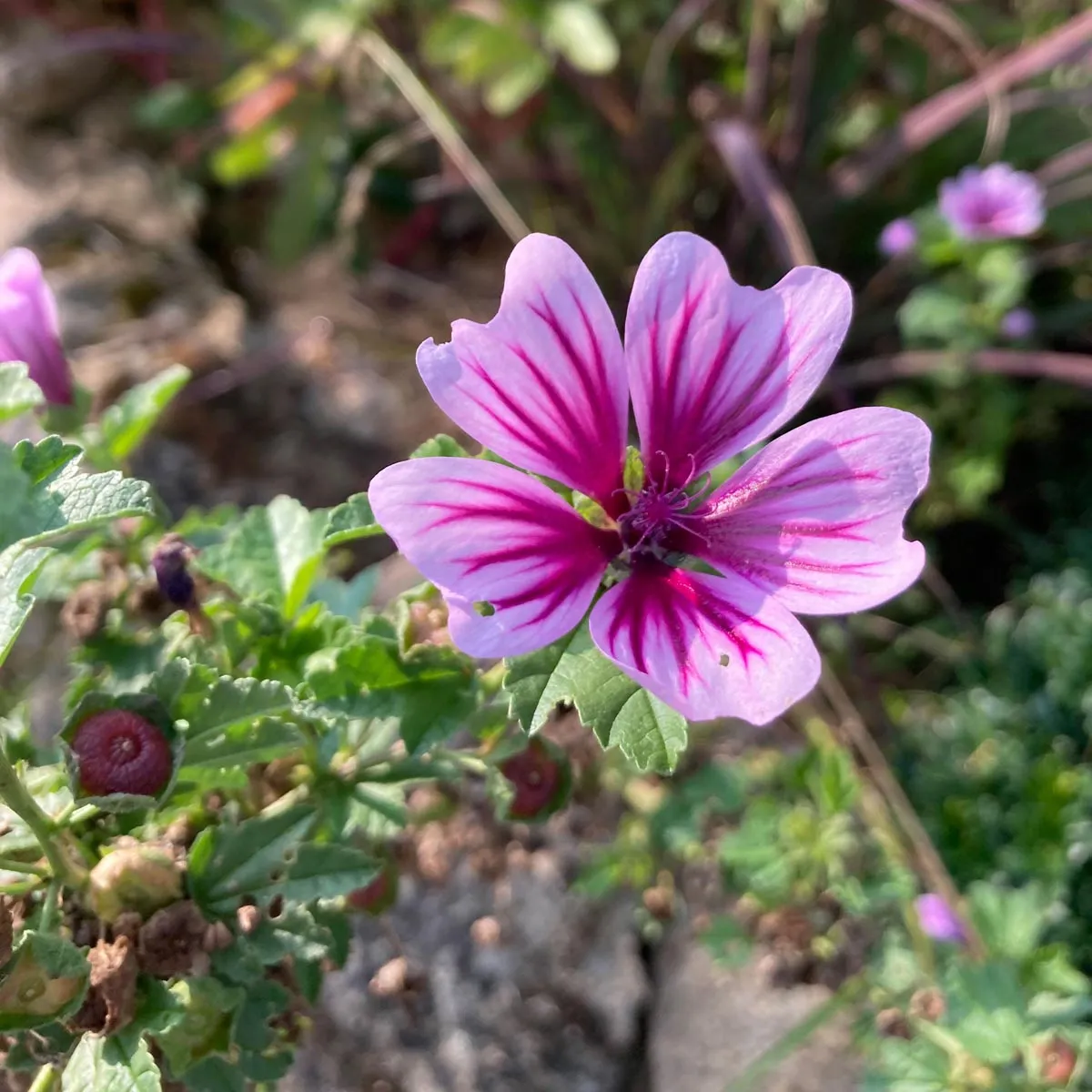Gartenmalve 'Zebrina' (Malva sylvestris) Bio Saatgut