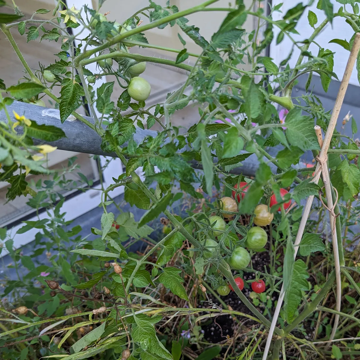 Pinkfarbene Wildtomate (Solanum pimpinellifolium) Samen