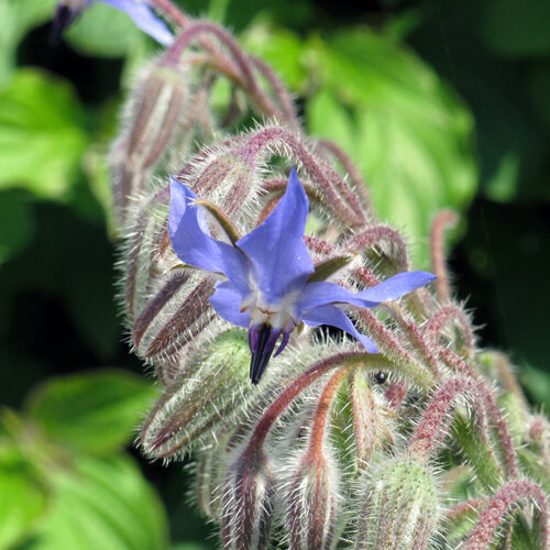 Blaue Blüte des Borretschs (Borago officinalis) zwischen behaarten Knospen