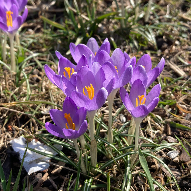 Violette Krokusse mit orangen Narben zwischen Gras im Vorfrühling