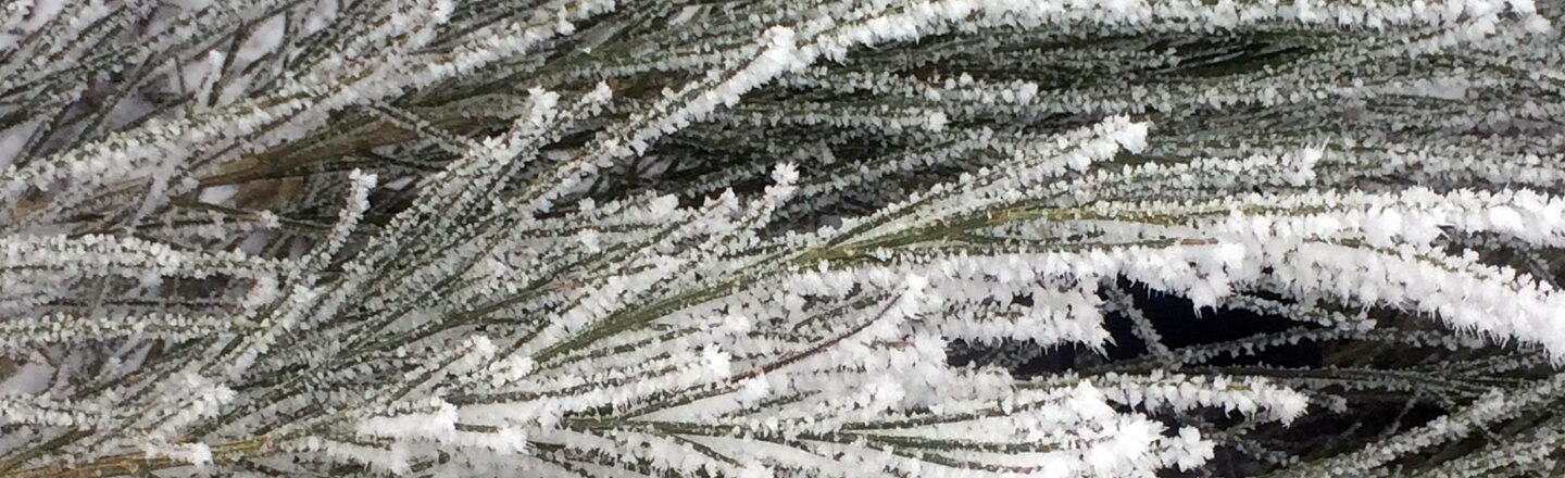 Von Raureif überzogene Nadelzweige nach einer frostigen Nacht