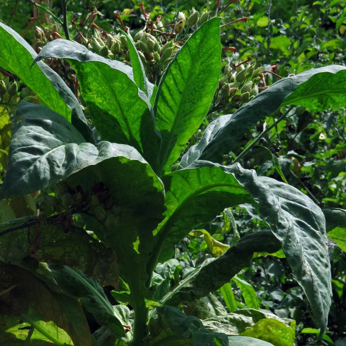 Virginia Tabak 'Virginia Gold' (Nicotiana tabacum) Samen