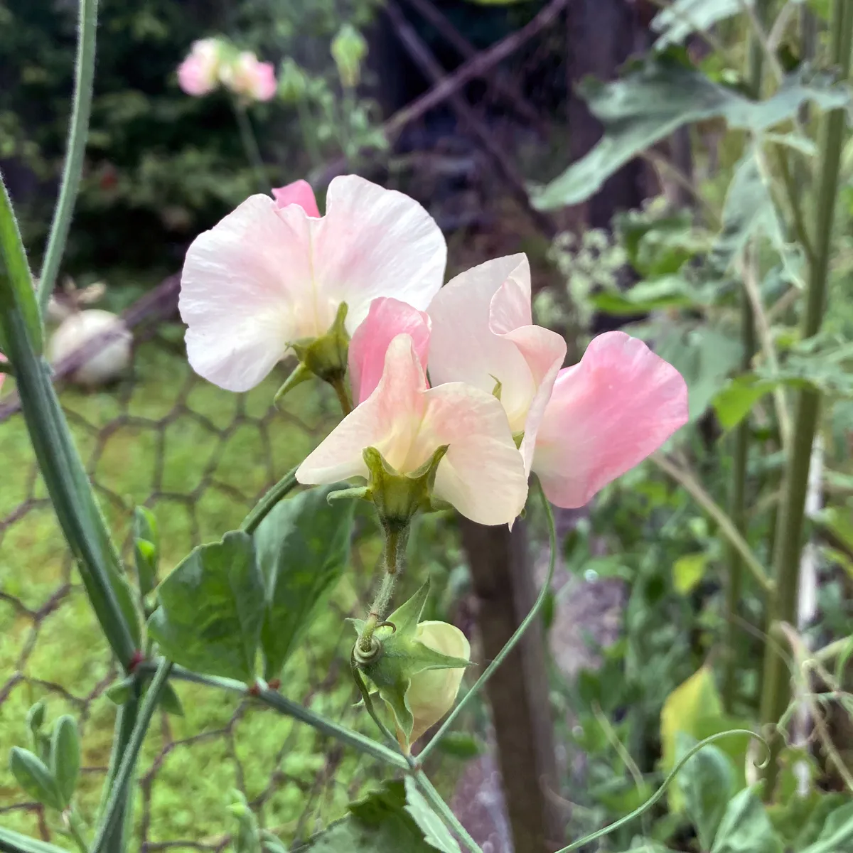 Zartrosa Duftwicke 'Mollie Rilstone' (Lathyrus odoratus) Samen