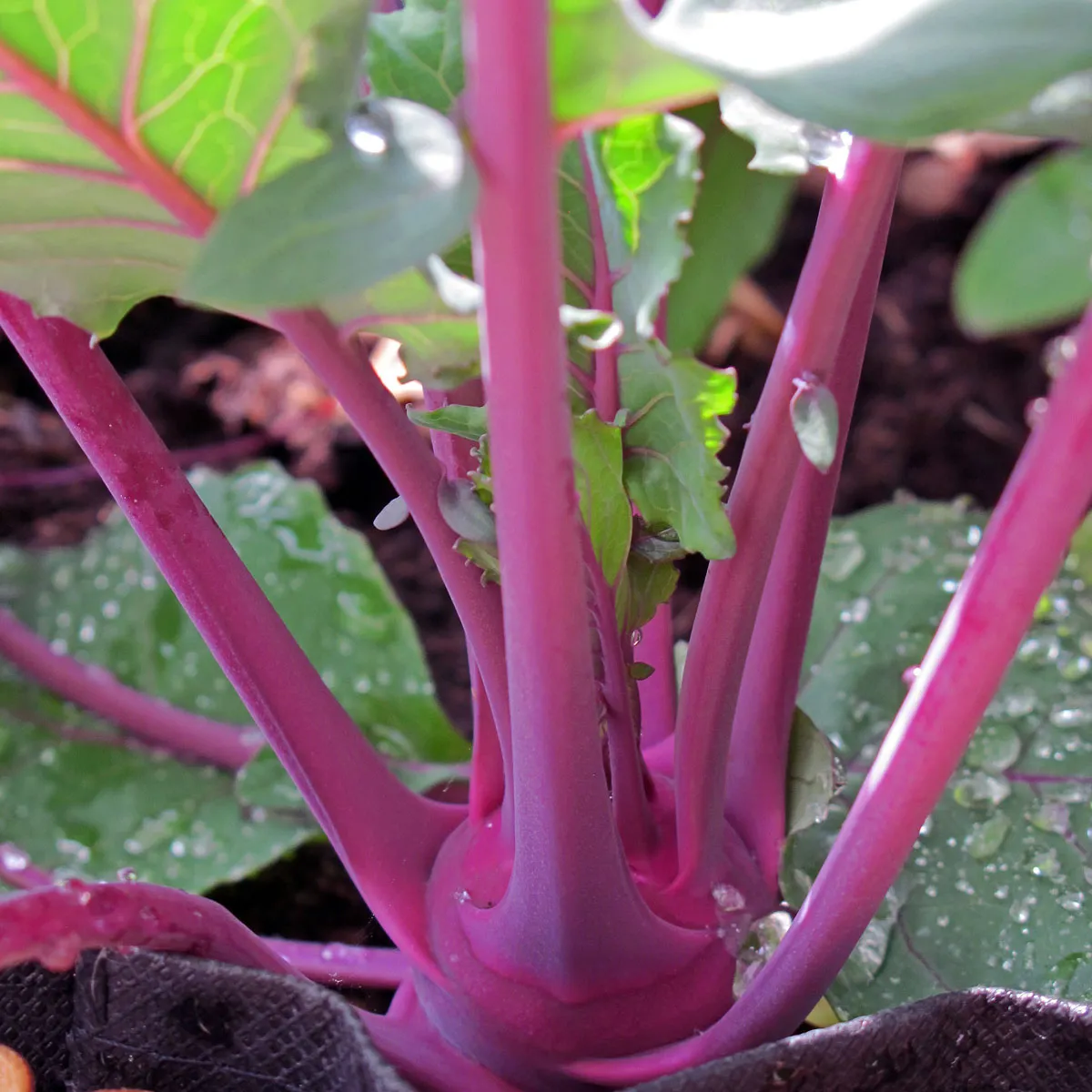 Violetter Kohlrabi 'Blauer Delikatess' (Brassica oleracea var. gongylodes) Bio Samen
