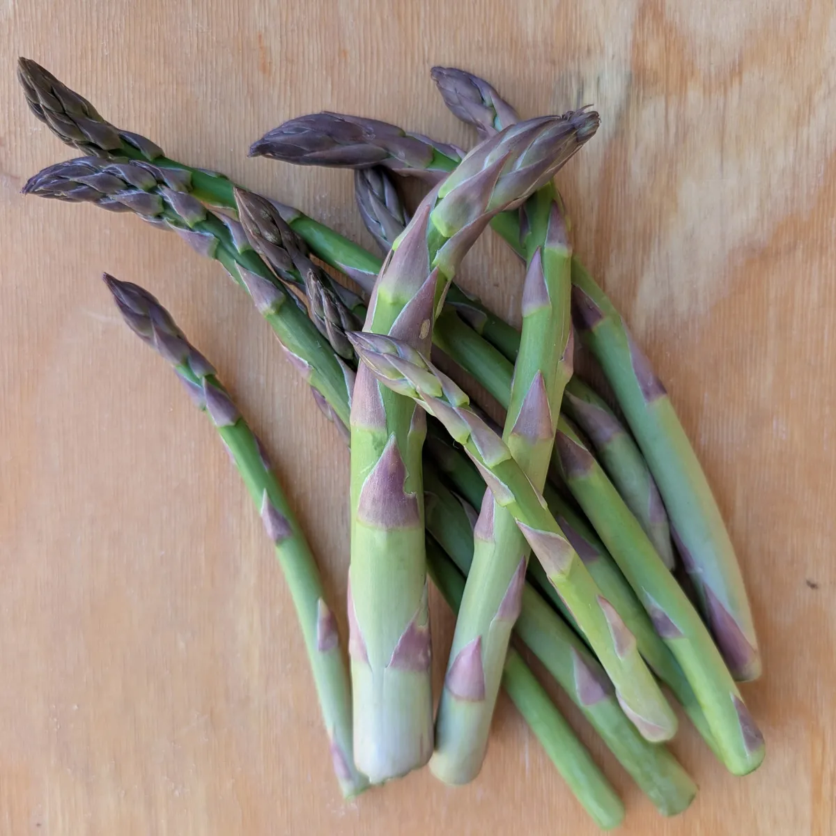 Violetter Spargel 'Argenteuil' (Asparagus officinalis) Bio-Saatgut