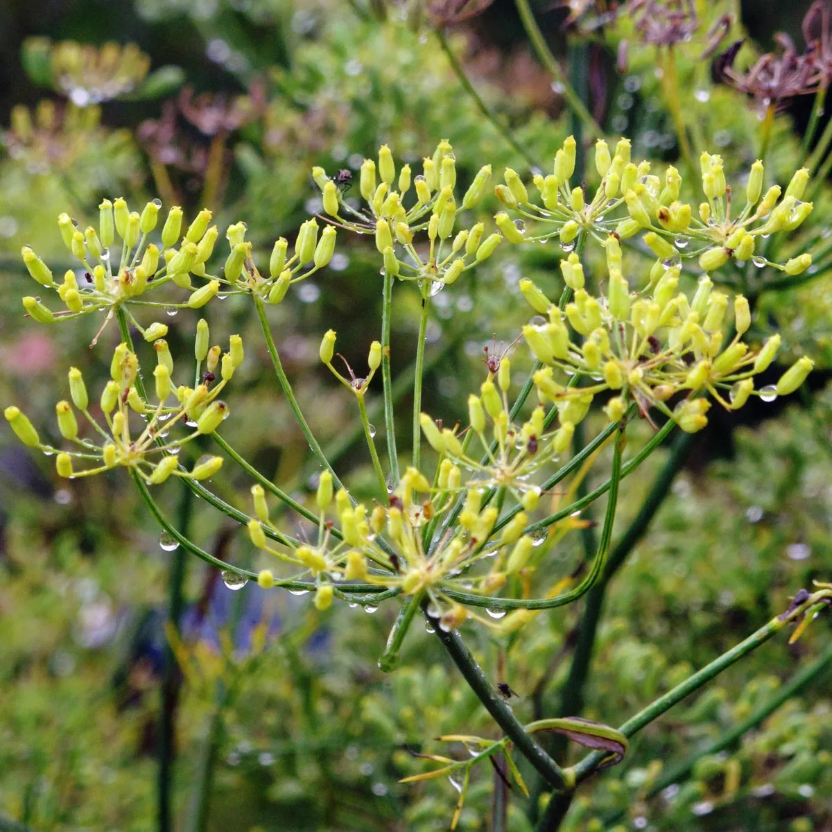 Grüner Gewürzfenchel 'Dulce' (Foeniculum vulgare) Samen