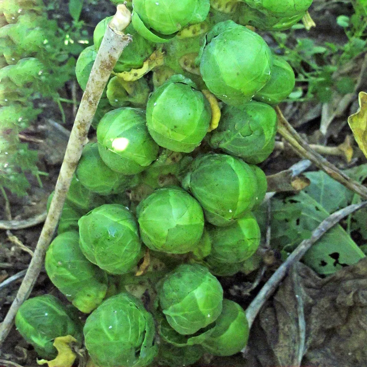 Rosenkohl 'Evesham Special' (Brassica oleracea var. gemmifera) Samen