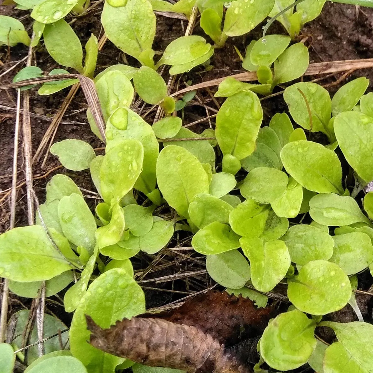 Kopfsalat 'Maikönig' (Lactuca sativa) Bio Saatgut