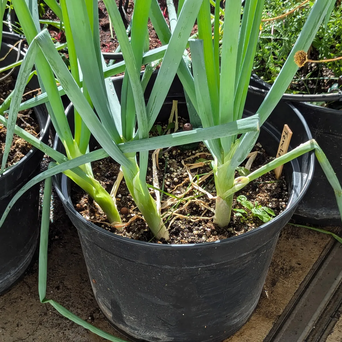 Japanische Zwiebel 'Shimonita' (Allium fistulosum) Samen