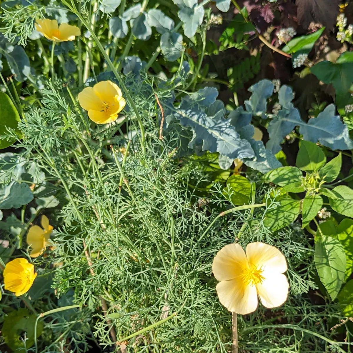 Kalifornischer Goldmohn 'Chrome Queen' (Eschscholzia californica) Samen