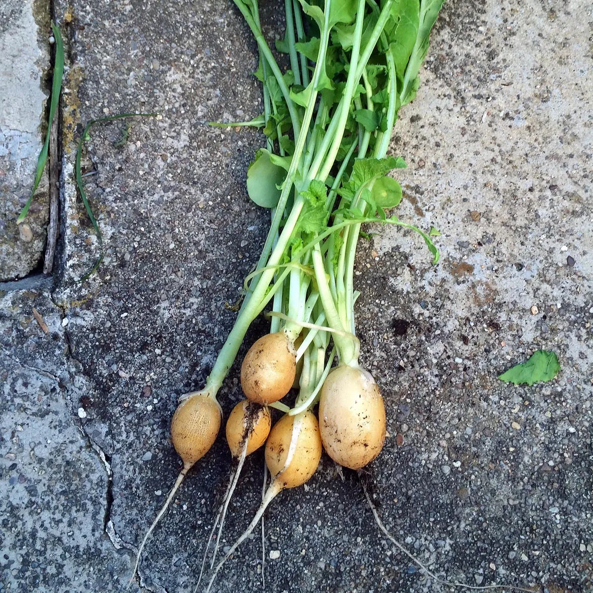 Gelbes Radieschen 'Zlata' (Raphanus sativus) Samen