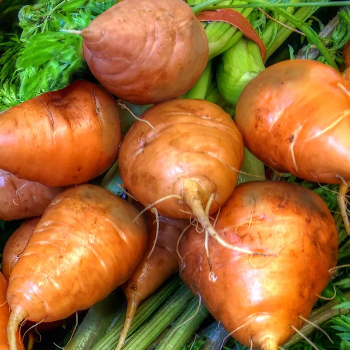 Bunter Karotten-Mix (Daucus carota) Samen