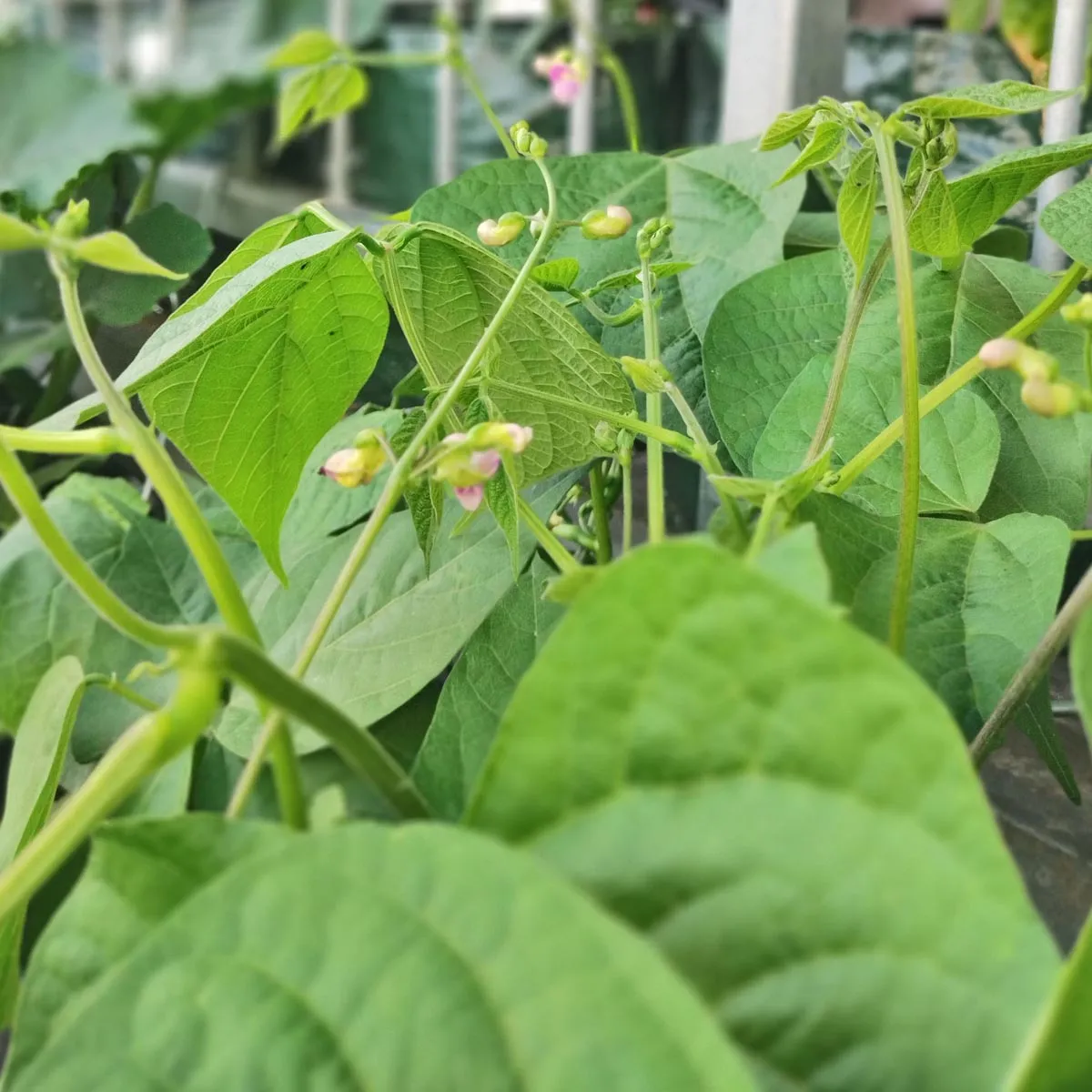 Filetbohne 'Delinel' (Phaseolus vulgaris) Samen