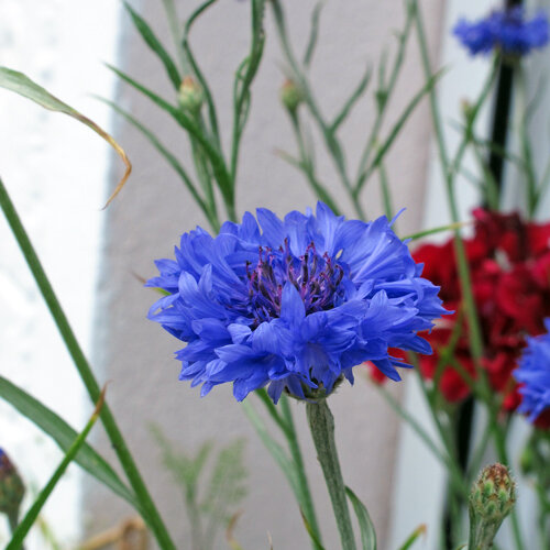 Leuchtend blaue Blüte der Kornblume (Centaurea cyanus)