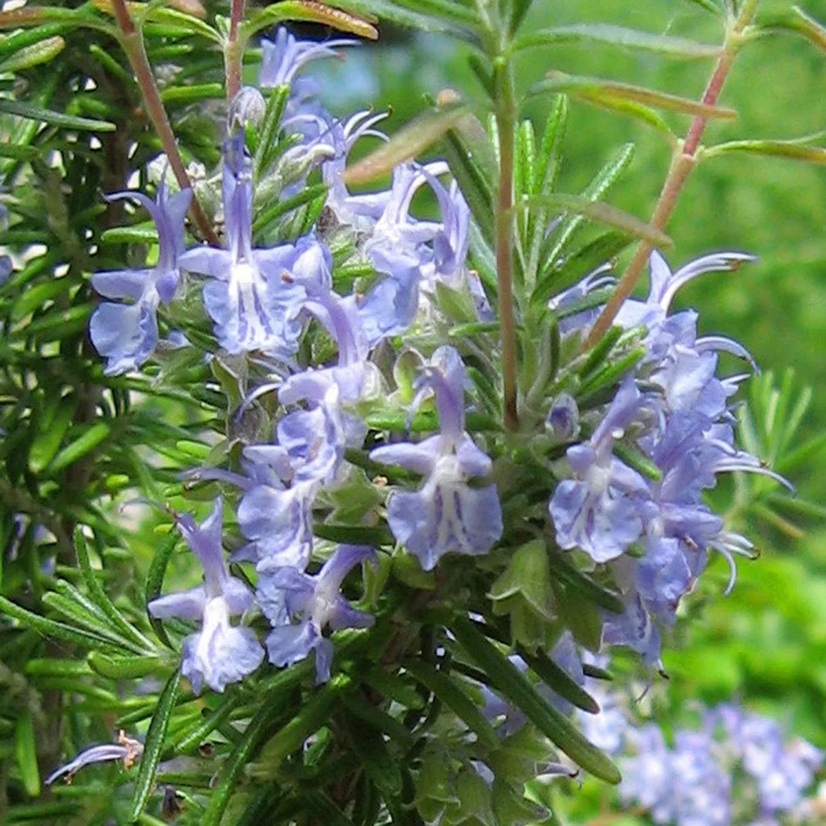 Rosmarin (Rosmarinus officinalis) Samen