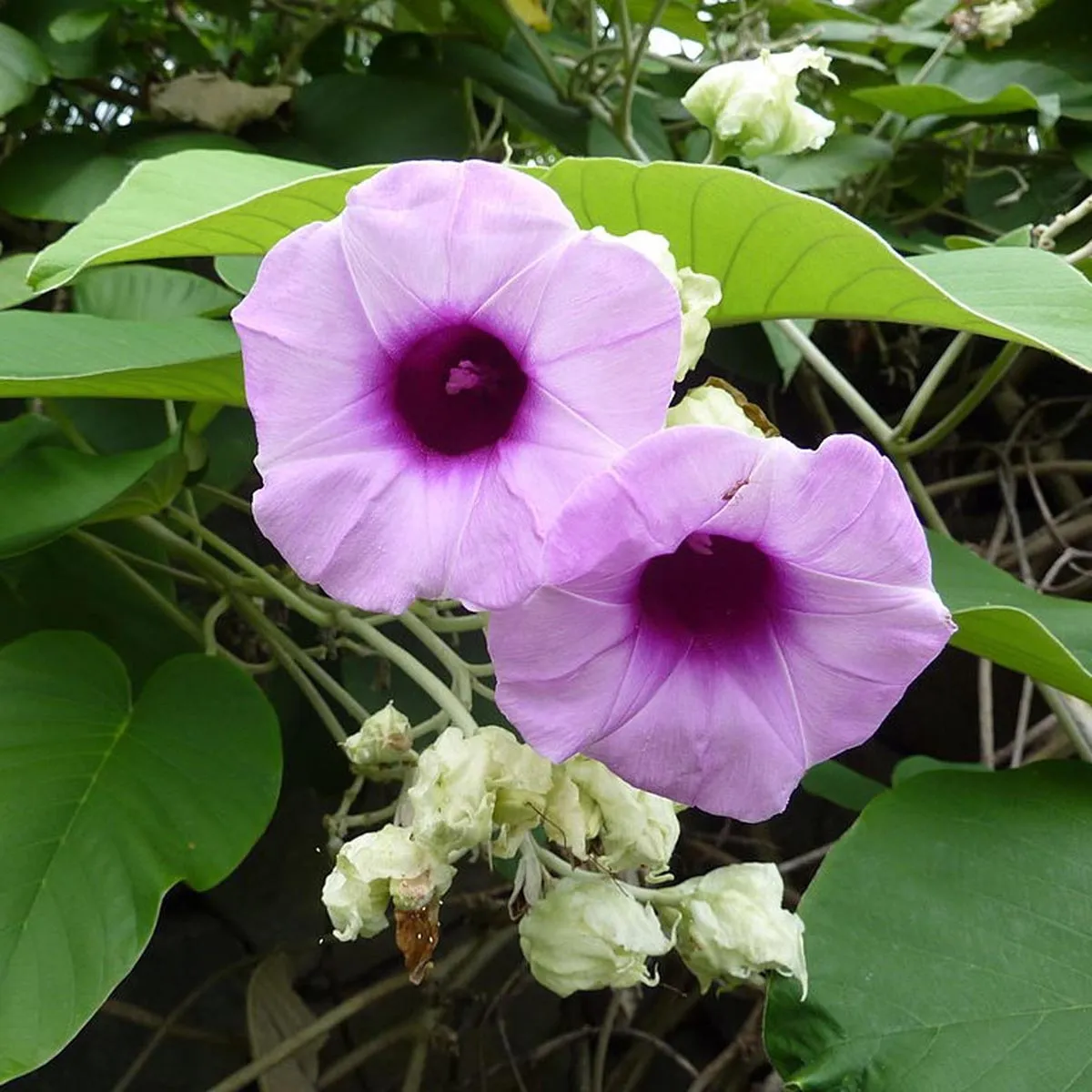 Indische Holzrose/ Elefantenwinde/ Jirnadaru (Argyreia nervosa var. speciosa) Samen