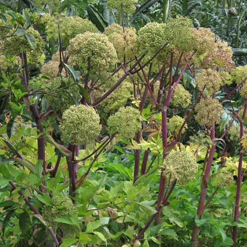 Echte Engelwurz (Angelica archangelica) mit kugeligen Blütendolden an rötlichen Stielen