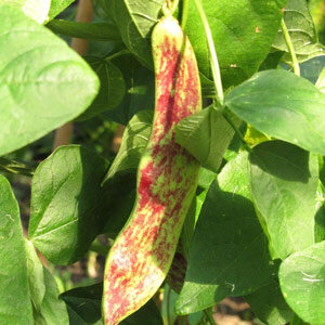 Rot marmorierte Hülse der Stangenbohne 'Borlotto Lingua Di Fuoco' (Phaseolus vulgaris)