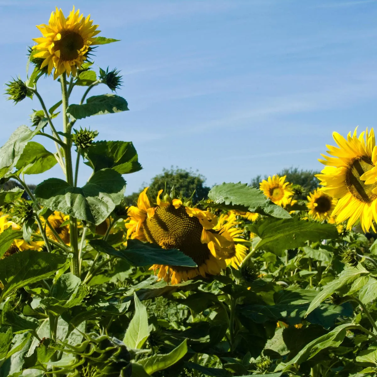 Sonnenblume 'Mittelgroßblumige Gelbe' (Helianthus annuus) Bio Saatgut