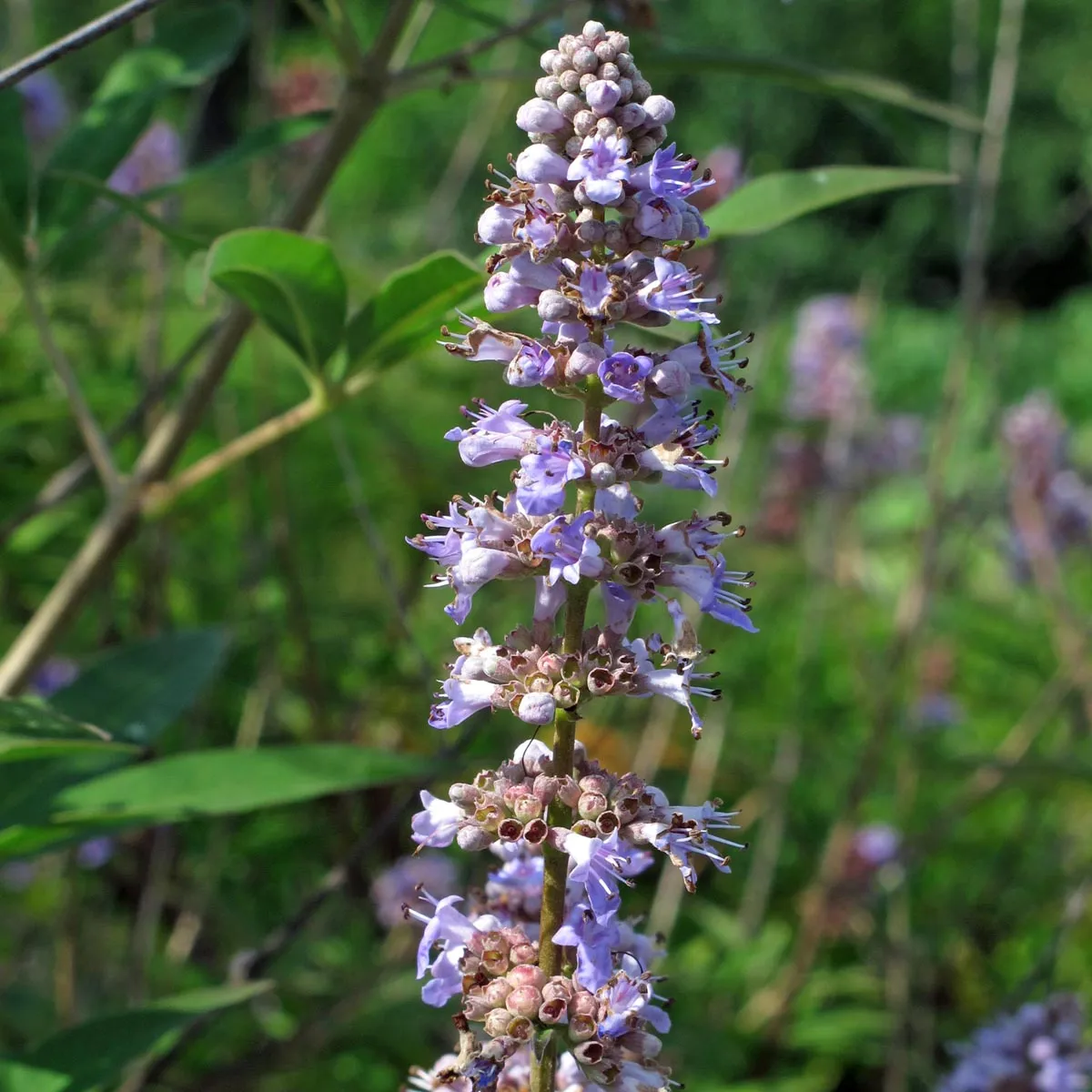 Mönchspfeffer (Vitex agnus-castus) Bio Saatgut