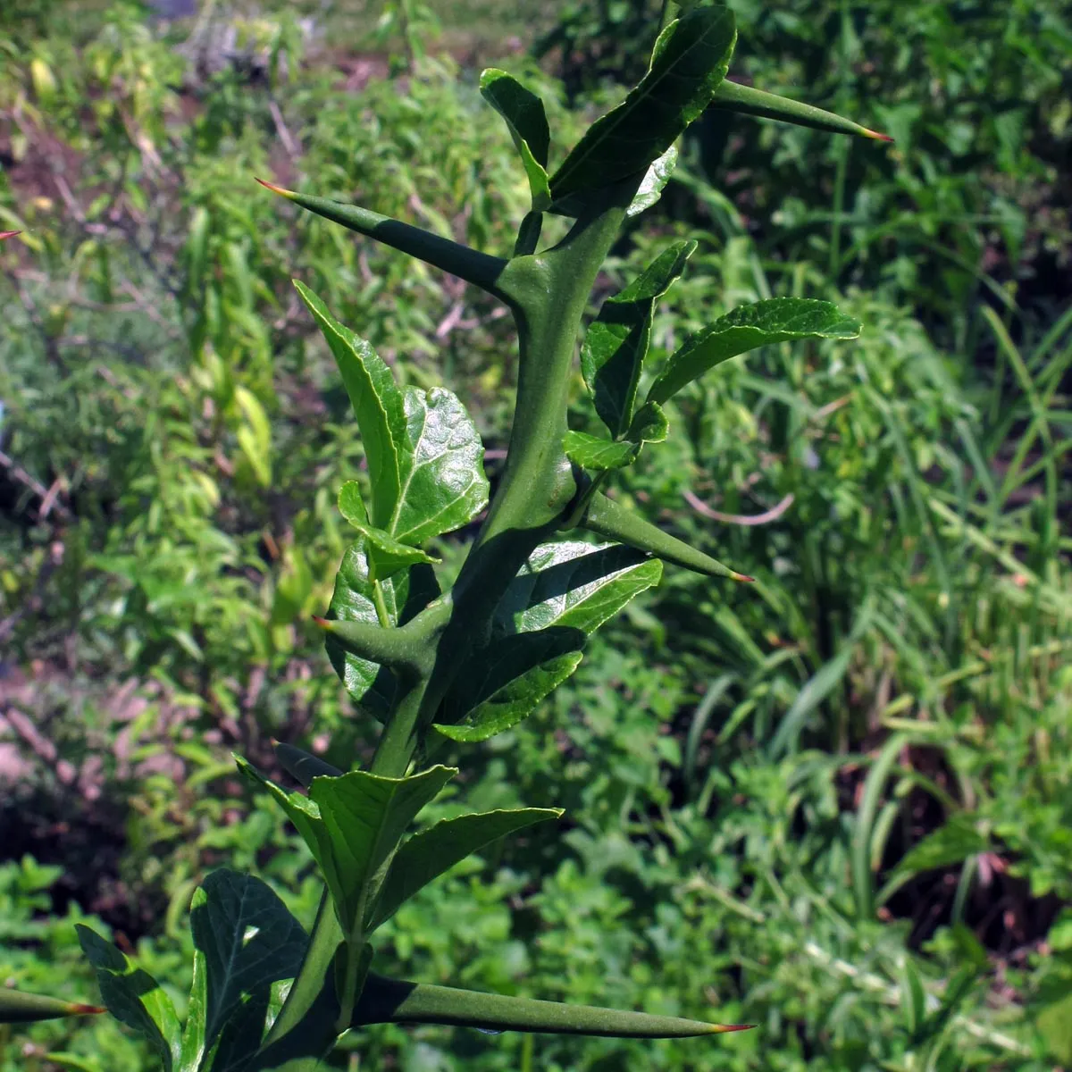 Bitterorange (Poncirus trifoliata) Samen