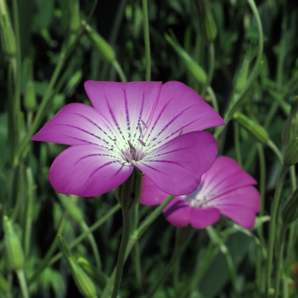 Gewöhnliche Kornrade (Agrostemma githago) Samen