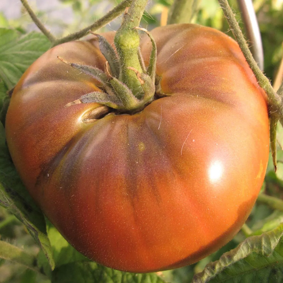 Tomate 'Old German' (Solanum lycopersicum) Samen