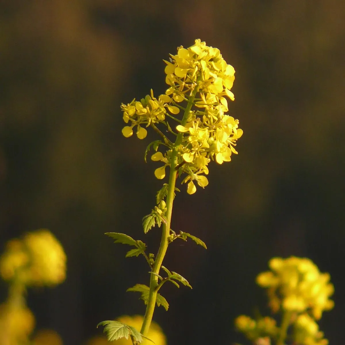 Insektenfreundliche Bio -Blüh-Mischung (10 g passend für ca. 5 m² Fläche)