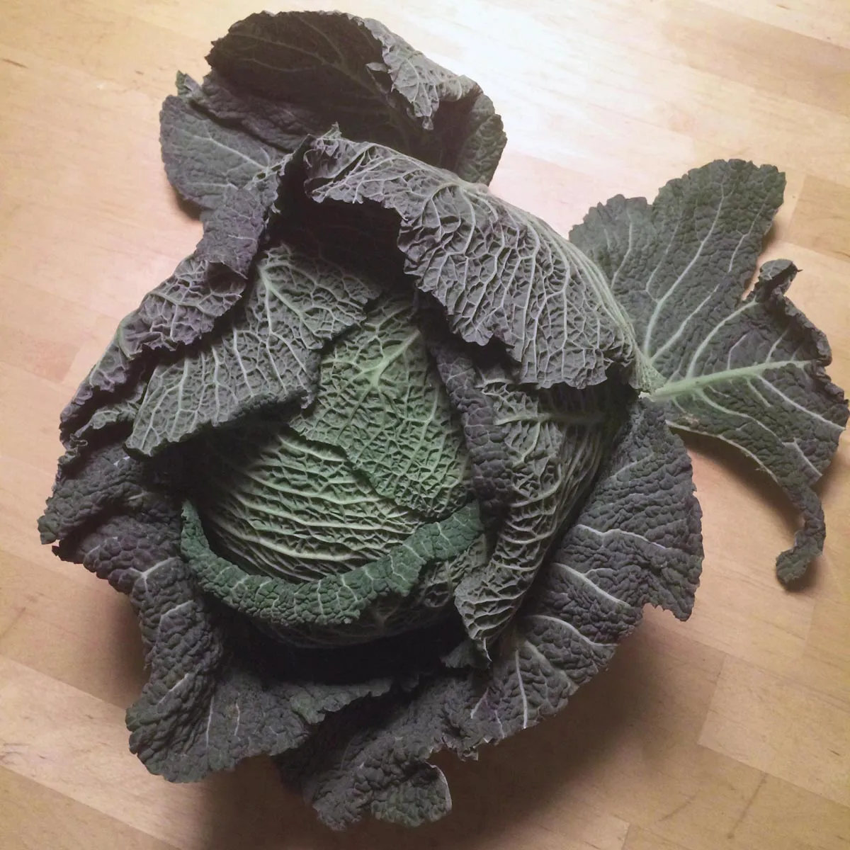 Wirsing 'Bonner Advent' (Brassica oleracea convar. capitata var. sabauda L.) Samen