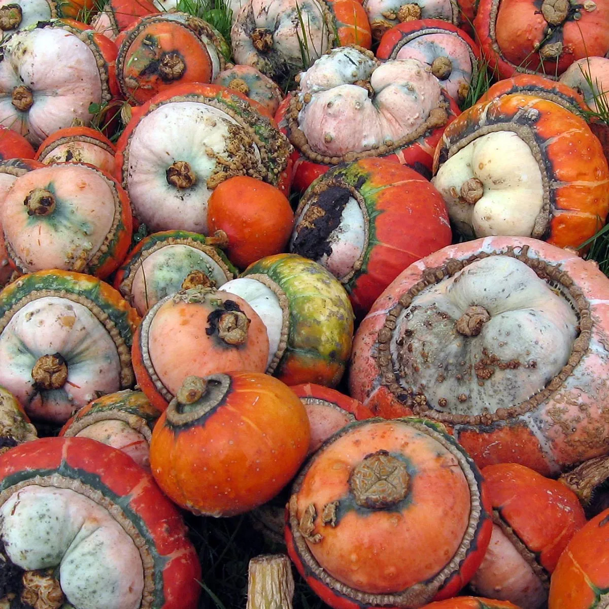 Bischofsmütze/ Turban-Kürbis (Cucurbita maxima) Samen