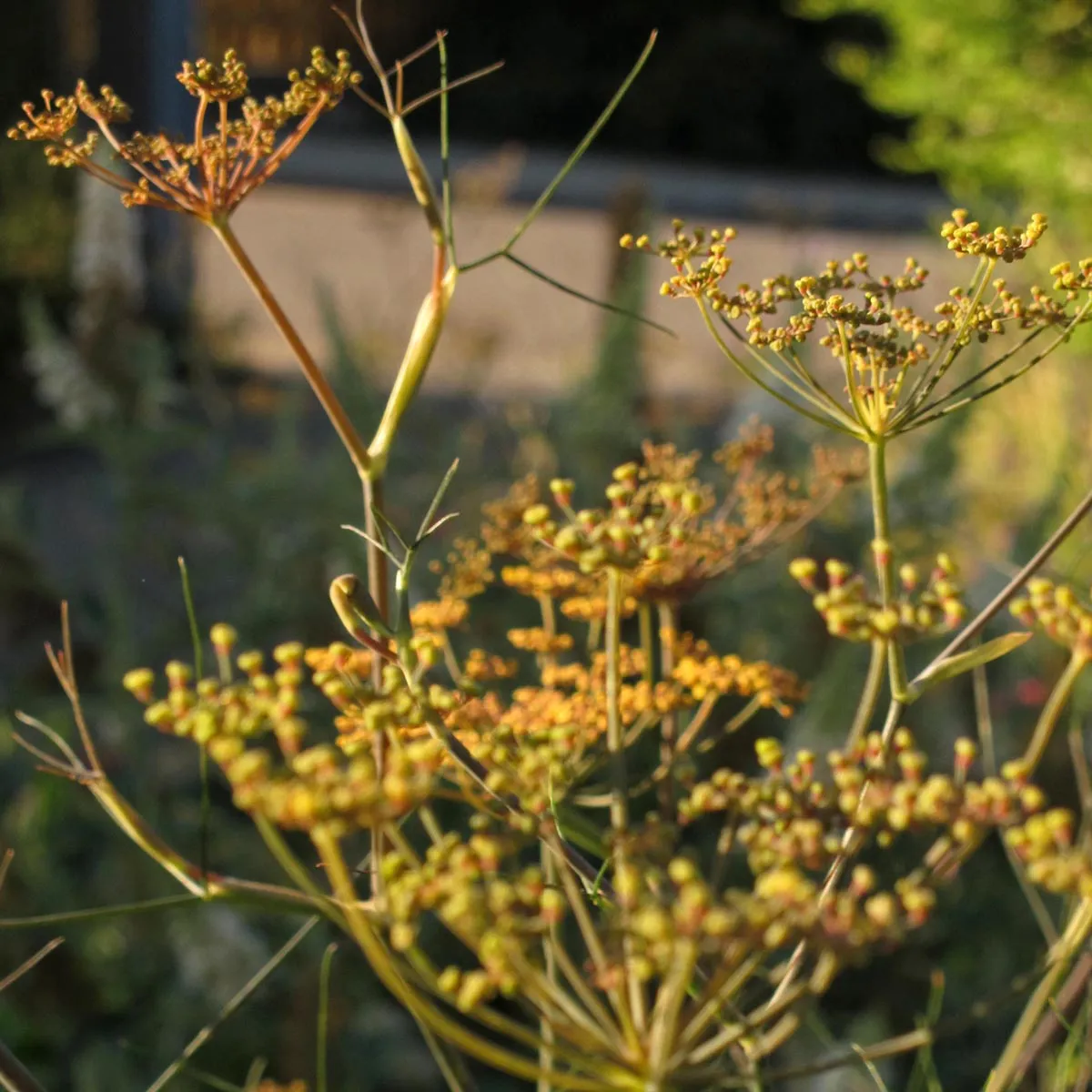 Bronzefenchel 'Purpureum' (Foeniculum vulgare) Samen