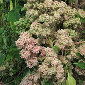 Quinoa (Chenopodium quinoa) mit rosa und grünen Samenständen