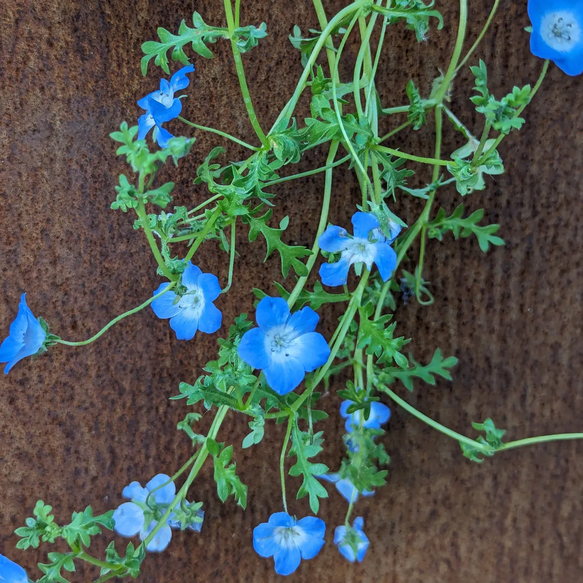 Blumenbouquet in Blau