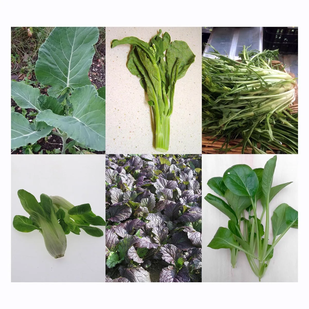 Oriental Greens - Samen-Geschenkset