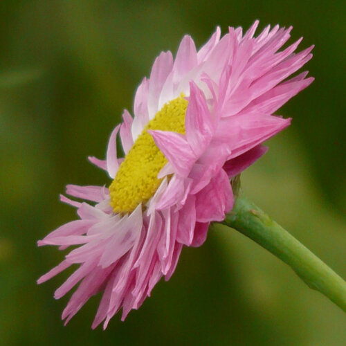 Sonnenflügel (Helipterum roseum) mit rosa Blüte und gelber Mitte