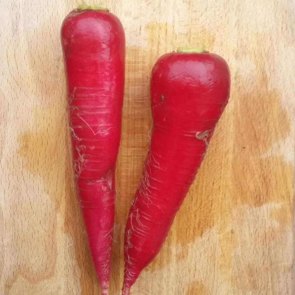 Rettich 'Ostergruß' (Raphanus sativus) Samen